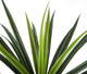 Artificial 3ft 6″ Pandan Plant - Closer2Nature