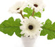 Artificial 21cm Cream Gerbera Plant - Closer2Nature