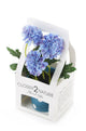 Artificial 19cm Blue Chrysanthemum Plant with Gift Box - Closer2Nature