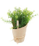 Artificial 17cm Dill Herb Plant - Closer2Nature