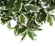 Artificial 2ft Variegated Weeping Fig Tree - Closer2Nature