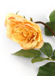 Artificial 92cm Single Stem Fully Open Golden Yellow and Pink Tipped Rose - Closer2Nature