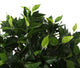 Artificial 2ft Danielle Weeping Fig Tree - Closer2Nature