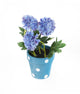 Artificial 19cm Blue Chrysanthemum Plant with Gift Box - Closer2Nature