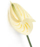 Artificial 64cm Single Stem Cream Anthurium - Closer2Nature