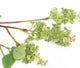 Artificial 76cm Single Stem Green Lilac Blossom - Closer2Nature