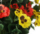 Artificial Yellow and Red Pansy Display in a 10″ Round Willow Hanging Basket - Closer2Nature