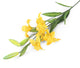 Artificial 75cm Single Stem Golden Yellow Asiatic Lily - Closer2Nature