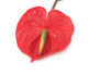 Artificial 64cm Single Stem Red Anthurium - Closer2Nature