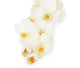 Artificial 109cm Single Stem White Phalaenopsis Orchid - Closer2Nature