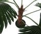 Artificial 3ft 6" Windmill Fan Palm Tree - Closer2Nature