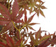 Artificial 4ft 6″ Russet Brown Japanese Maple Tree - Closer2Nature