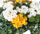 Artificial Yellow and White Geranium Display in a 10″ Round Willow Hanging Basket - Closer2Nature