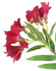 Artificial 74cm Single Stem Magenta Peruvian Lily - Closer2Nature
