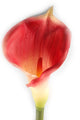 Artificial 94cm Single Stem Pink Calla Lily - Closer2Nature