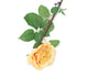 Artificial 92cm Single Stem Fully Open Golden Yellow and Pink Tipped Rose - Closer2Nature
