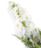 Artificial 105cm Single Stem White Candle Larkspur - Closer2Nature