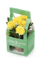 Artificial 18cm Yellow Chrysanthemum Plant with Gift Box - Closer2Nature