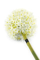 Artificial 89cm Single Stem White Allium - Closer2Nature
