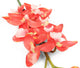 Artificial 84cm Single Stem Coral Red Cymbidium Orchid - Closer2Nature