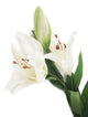 Artificial 87cm Single Stem White Oriental Lily - Closer2Nature