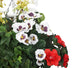 Artificial Red Azalea, White Pansy and Geranium Display in a 10″ Round Willow Hanging Basket - Closer2Nature