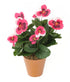 Artificial 30cm Pink Pansy Plug Plant