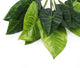 Artificial 30cm Variegated Taro Plug Plant - Closer2Nature