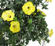 Artificial Yellow Morning Glory Display in a 10″ Round Willow Hanging Basket - Closer2Nature