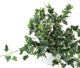Artificial 57cm Variegated Ivy Plug Plant - Closer2Nature