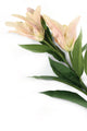 Artificial 87cm Single Stem Cream and Pale Pink Oriental Lily - Closer2Nature