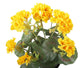 Artificial 38cm Yellow Zonal Geranium Plug Plant - Closer2Nature