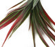 Artificial 45cm Red and Green Yucca Plug Plant - Closer2Nature