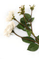 Artificial 87cm Single Stem Ivory Spray Rose - Closer2Nature