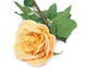 Artificial 92cm Single Stem Fully Open Golden Yellow and Pink Tipped Rose - Closer2Nature