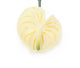 Artificial 64cm Single Stem Cream Anthurium - Closer2Nature