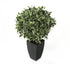 Artificial 2ft Variegated Weeping Fig Tree