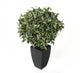 Artificial 2ft Variegated Weeping Fig Tree - Closer2Nature