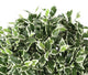 Artificial 2ft Variegated Weeping Fig Tree - Closer2Nature