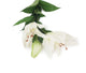 Artificial 87cm Single Stem White Oriental Lily - Closer2Nature