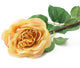Artificial 92cm Single Stem Fully Open Golden Yellow and Pink Tipped Rose - Closer2Nature