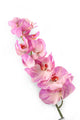 Artificial 109cm Single Stem Lilac Phalaenopsis Orchid - Closer2Nature