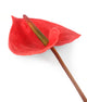 Artificial 64cm Single Stem Red Anthurium - Closer2Nature