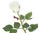 Artificial 60cm Single Stem Closed Bud Ivory Rose - Closer2Nature