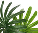 Artificial 3ft Lady Palm Tree - Closer2Nature