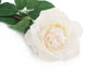 Artificial 92cm Single Stem Fully Open Ivory and Pink Tipped Rose - Closer2Nature