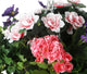 Artificial Purple Pansy, Pink Azalea and Geranium Display in a 10″ Round Willow Hanging Basket - Closer2Nature