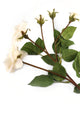 Artificial 87cm Single Stem Ivory and Pink Tipped Spray Rose - Closer2Nature