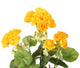 Artificial 24cm Yellow Zonal Geranium Plug Plant - Closer2Nature