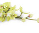 Artificial 84cm Single Stem Green Cymbidium Orchid - Closer2Nature